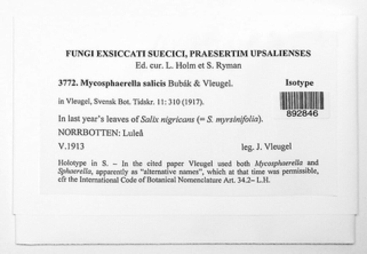 Mycosphaerella salicis image